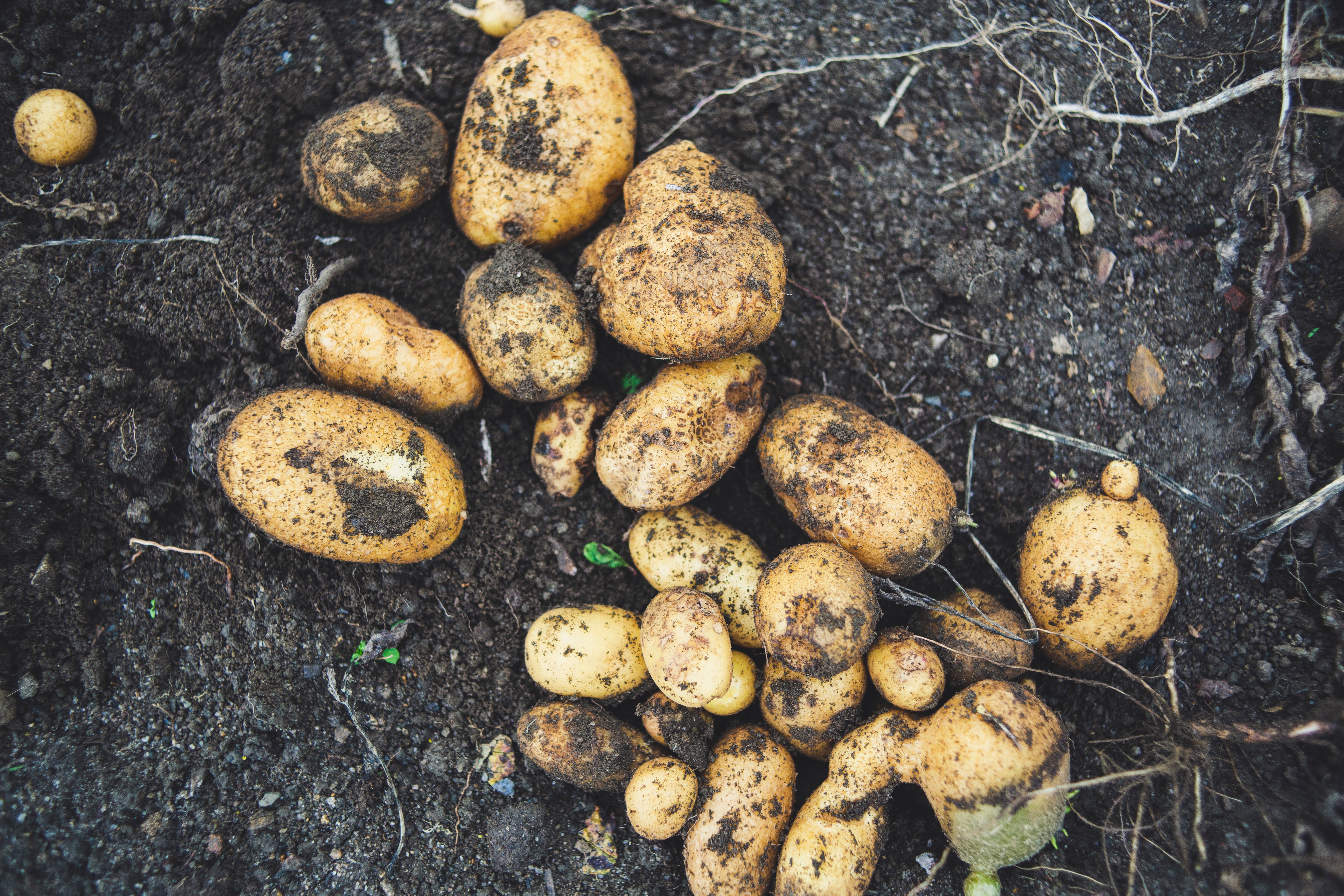5 markus spiske 484GsKrL5r8 unsplash